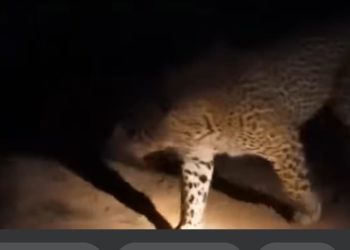Snow Leopard Roaming Freely in Kandi and Surrounding Villages of Karnah, Sparking Fear Among Residents