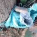 Security Forces Recover ‘Explosive’ near International Border in Kathua