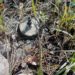Three Anti-personnel Mines Defused Near LoC in J&K’s Poonch