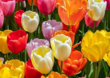 Tulip Festival: Div Com Kashmir reviews arrangements
