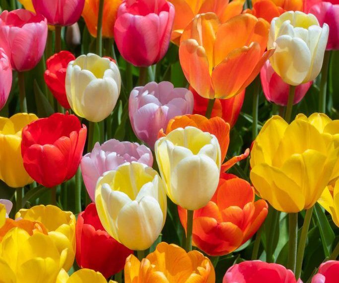 Tulip Festival: Div Com Kashmir reviews arrangements