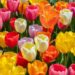Tulip Festival: Div Com Kashmir reviews arrangements