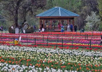 SPECTACULAR TULIP GARDEN BECKONS TOURISTS: A FLORAL PARADISE UNVEILED