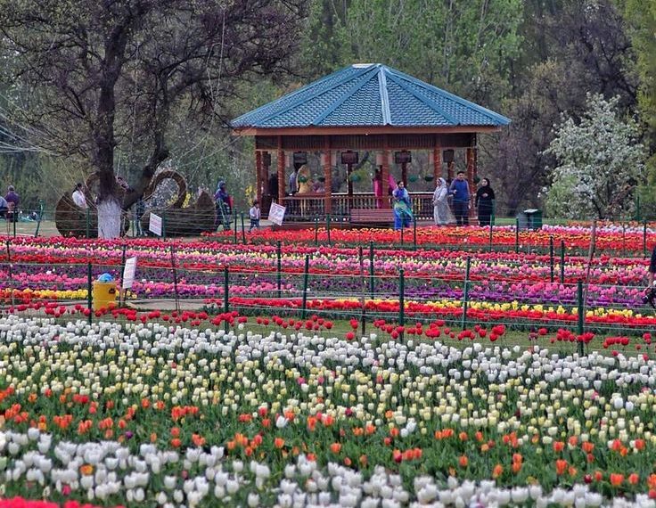 SPECTACULAR TULIP GARDEN BECKONS TOURISTS: A FLORAL PARADISE UNVEILED
