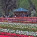 SPECTACULAR TULIP GARDEN BECKONS TOURISTS: A FLORAL PARADISE UNVEILED