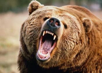Elderly man injured after attacked by bear in Larnoo Anantnag