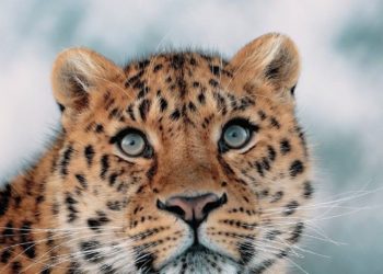 Leopard spotted in Ganderbal village, massive search launched