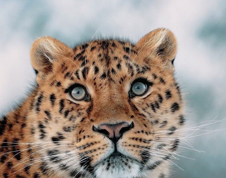 Leopard spotted in Ganderbal village, massive search launched