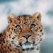 Leopard spotted in Ganderbal village, massive search launched