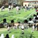 Sports Activities thrive across Ganderbal