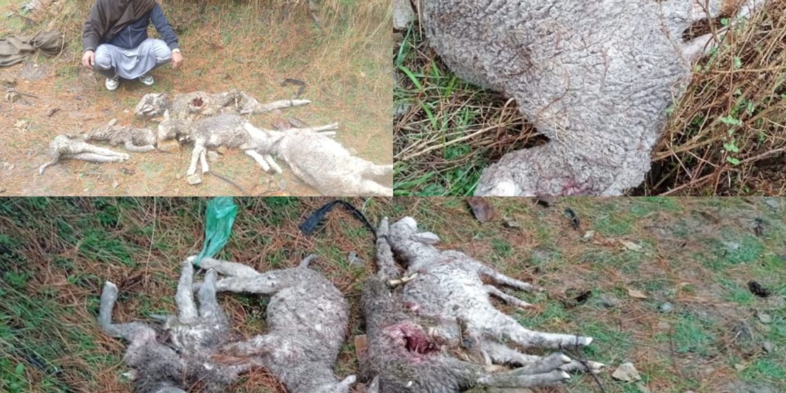 Stray Dog Attack Claims Lives of Sheep, Leaves Shepherd in Distress in Karnah
