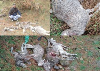 Stray Dog Attack Claims Lives of Sheep, Leaves Shepherd in Distress in Karnah