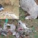 Stray Dog Attack Claims Lives of Sheep, Leaves Shepherd in Distress in Karnah