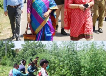 Lok Sabha Elections 2024  Expenditure Observer Jammu PC supervises Excise Deptt’s destruction drive of wild cannabis on Bishnah Banachak road