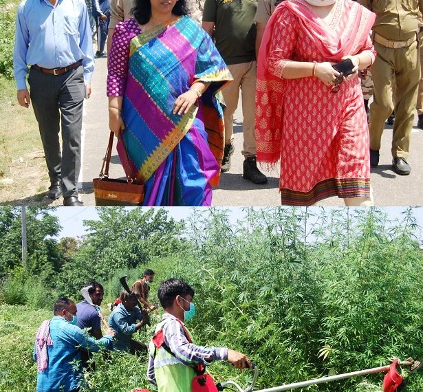Lok Sabha Elections 2024  Expenditure Observer Jammu PC supervises Excise Deptt’s destruction drive of wild cannabis on Bishnah Banachak road