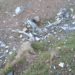 Drone-like object in damaged shape found near LoC in Poonch Sector
