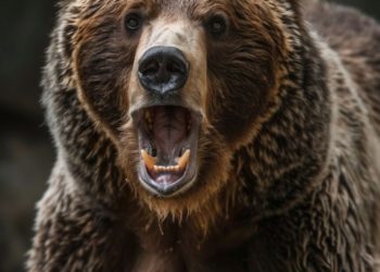 Elderly Man Critically Injured in Banihal Bear Attack