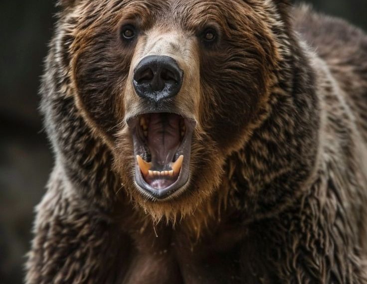 Elderly Man Critically Injured in Banihal Bear Attack