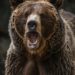 Elderly Man Critically Injured in Banihal Bear Attack