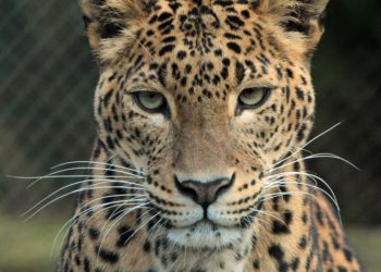 Six persons injured in a leopard attack in Budgam