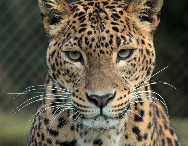 Six persons injured in a leopard attack in Budgam