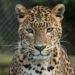 Six persons injured in a leopard attack in Budgam
