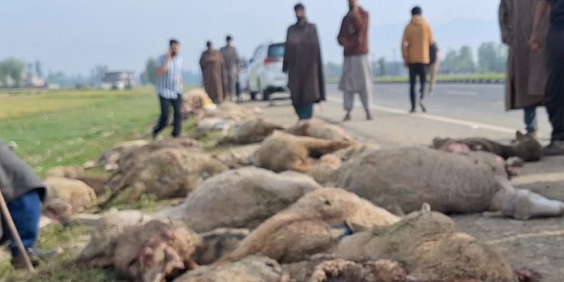 Speedy tempo vehicle crushes 60 sheep to death, injures 40  in Kulgam