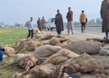 Speedy tempo vehicle crushes 60 sheep to death, injures 40  in Kulgam