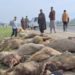Speedy tempo vehicle crushes 60 sheep to death, injures 40 in Kulgam