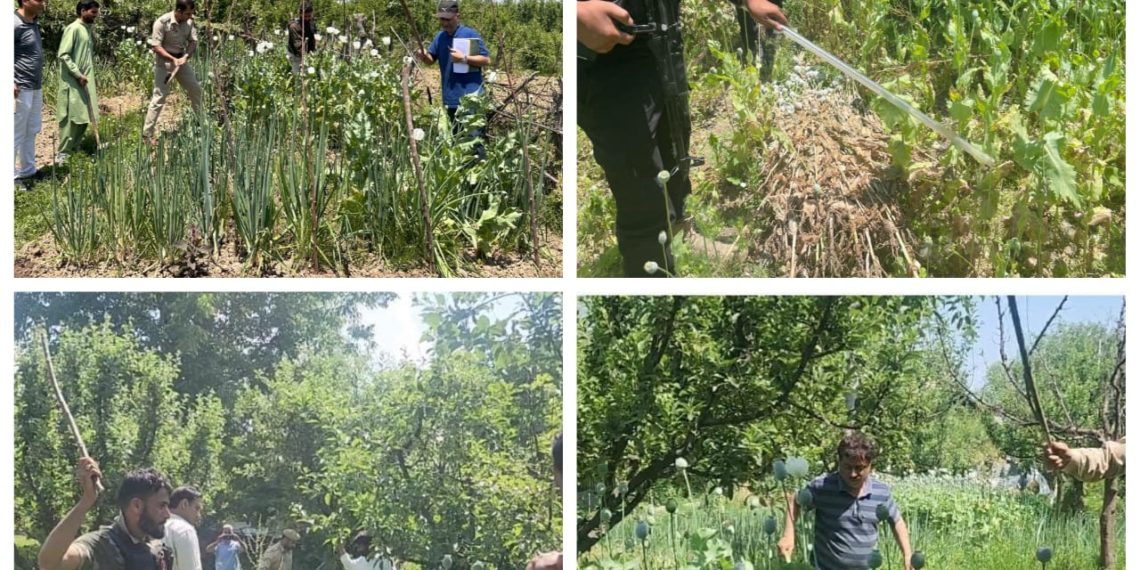 Police destroy Poppy cultivation in Baramulla
