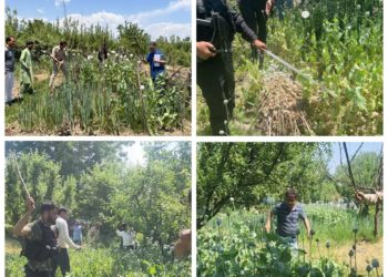 Police destroy Poppy cultivation in Baramulla