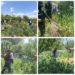 Police destroy Poppy cultivation in Baramulla