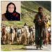The Two Sections of Tehsil Karnah, Gujjar and Pahari, Deprived of Centuries-Old Nomadic Lifestyle Due to New Bureaucratic Hurdles