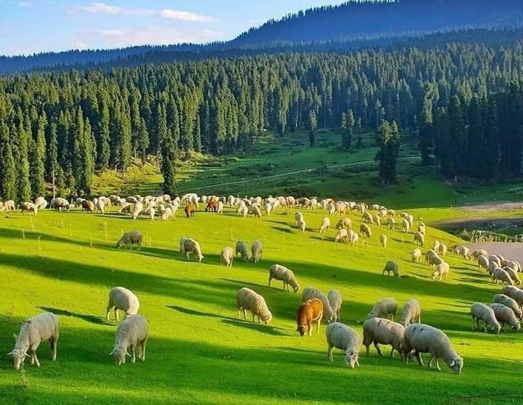کشمیر جغرافیائی خطہ نہیں بلکہ ایک مفرد طرز زندگی ہے