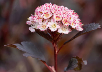 BLOSSOMING KASHMIR: THE FLOURISHING LANDSCAPE OF HORTICULTURE