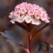 BLOSSOMING KASHMIR: THE FLOURISHING LANDSCAPE OF HORTICULTURE