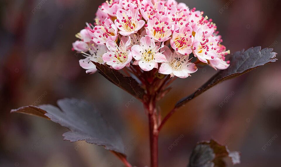 BLOSSOMING KASHMIR: THE FLOURISHING LANDSCAPE OF HORTICULTURE