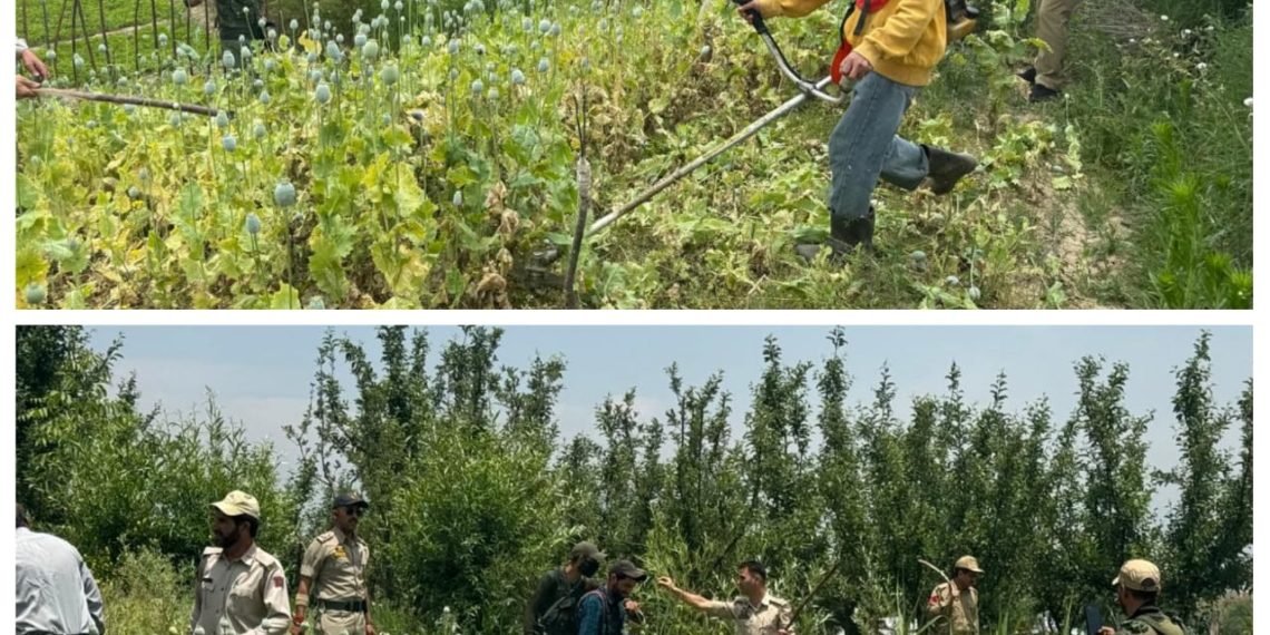 Police launches poppy destruction drive in Budgam