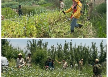 Police launches poppy destruction drive in Budgam