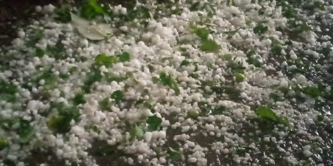 Hailstorm damages orchards, crops in Budhal of  rajouri