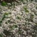 Hailstorm damages orchards, crops in Budhal of  rajouri