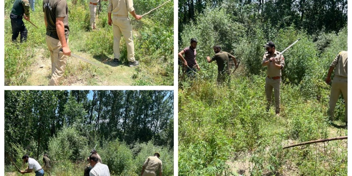 Police carries out wild Bhung destruction drive in Handwara