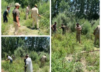 Police carries out wild Bhung destruction drive in Handwara
