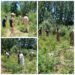 Police carries out wild Bhung destruction drive in Handwara