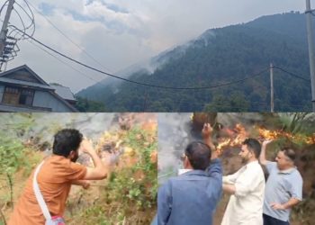 Devastating Forest Fire Erupts in Suliman Area: Severe Damage Due to Negligence