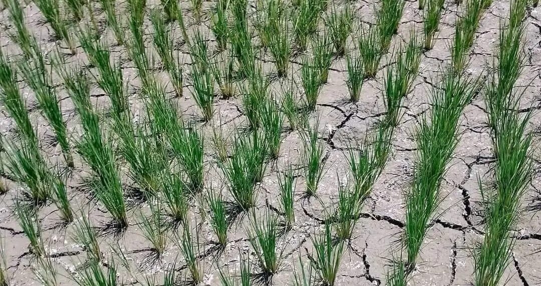Horticulture Department Kashmir issues Dry Weather Advisory for Orchardists