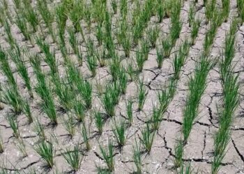 Horticulture Department Kashmir issues Dry Weather Advisory for Orchardists
