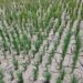 Horticulture Department Kashmir issues Dry Weather Advisory for Orchardists