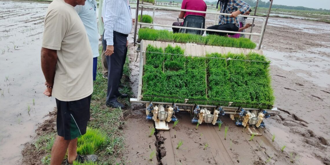 Director Agriculture oversees paddy Sowing Process at SM Farm Chinore