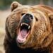 Man, 68, critically injured in bear attack in Kupwara’s Mawer
